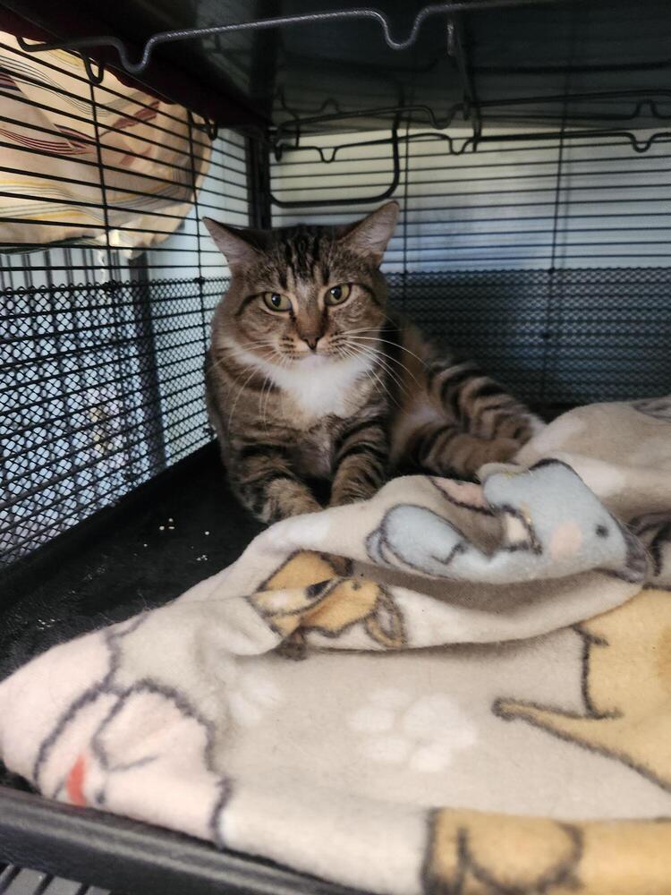 The 23 - Doris- Adult-Blossom, an adoptable Tabby in Page, AZ, 86040 | Photo Image 1