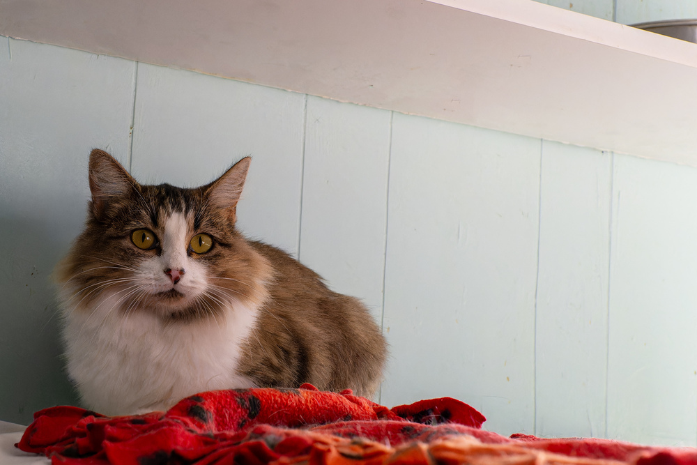 The 23 - Doris- Adult- Lily, an adoptable Tabby in Page, AZ, 86040 | Photo Image 1