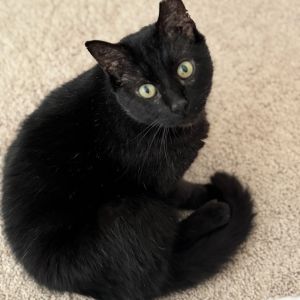 Lewis Domestic Short Hair Cat