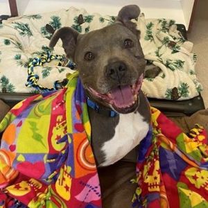Pearl, Senior Female American Staffordshire Terrier