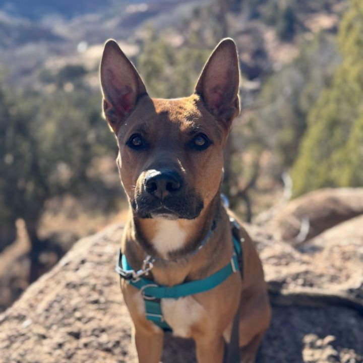 Whiskey Pete 1