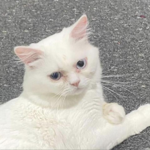 Fluff Boy Kuwait, an adoptable Himalayan, Persian in Merrifield, VA, 22116 | Photo Image 1