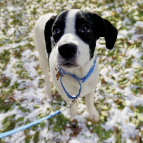 Tadashi, an adoptable Mixed Breed in Glenwood Springs, CO, 81601 | Photo Image 1