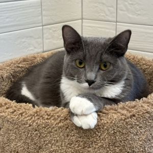Louise Domestic Short Hair Cat