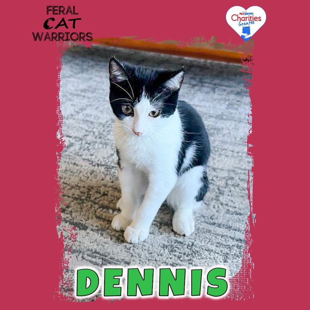 Dennis, an adoptable Domestic Short Hair in Kingman, AZ, 86401 | Photo Image 1