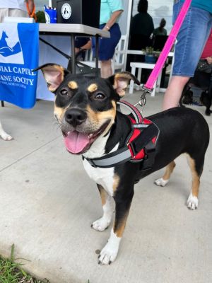 Cola, Young Female Pit Bull Terrier