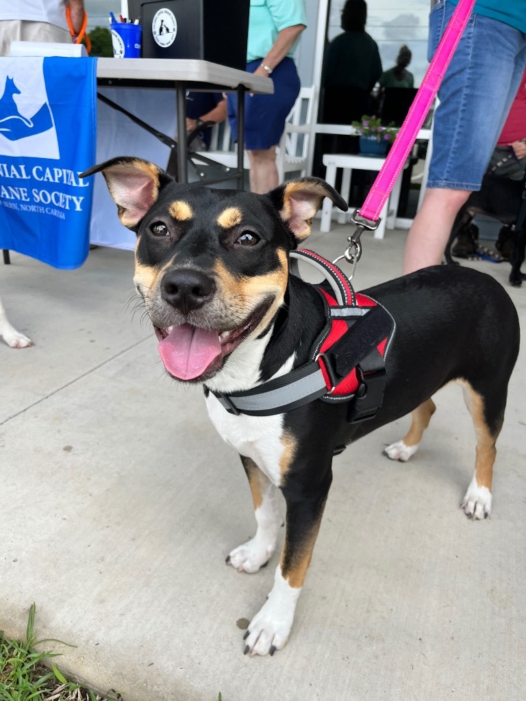 Cola, an adoptable Pit Bull Terrier in New Bern, NC, 28563 | Photo Image 1
