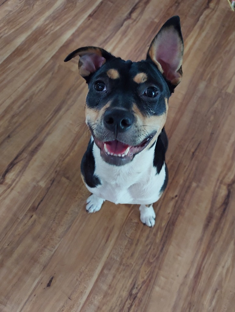 Cola, an adoptable Pit Bull Terrier in New Bern, NC, 28563 | Photo Image 2