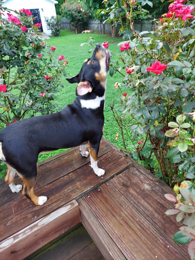 Cola, an adoptable Pit Bull Terrier in New Bern, NC, 28563 | Photo Image 3