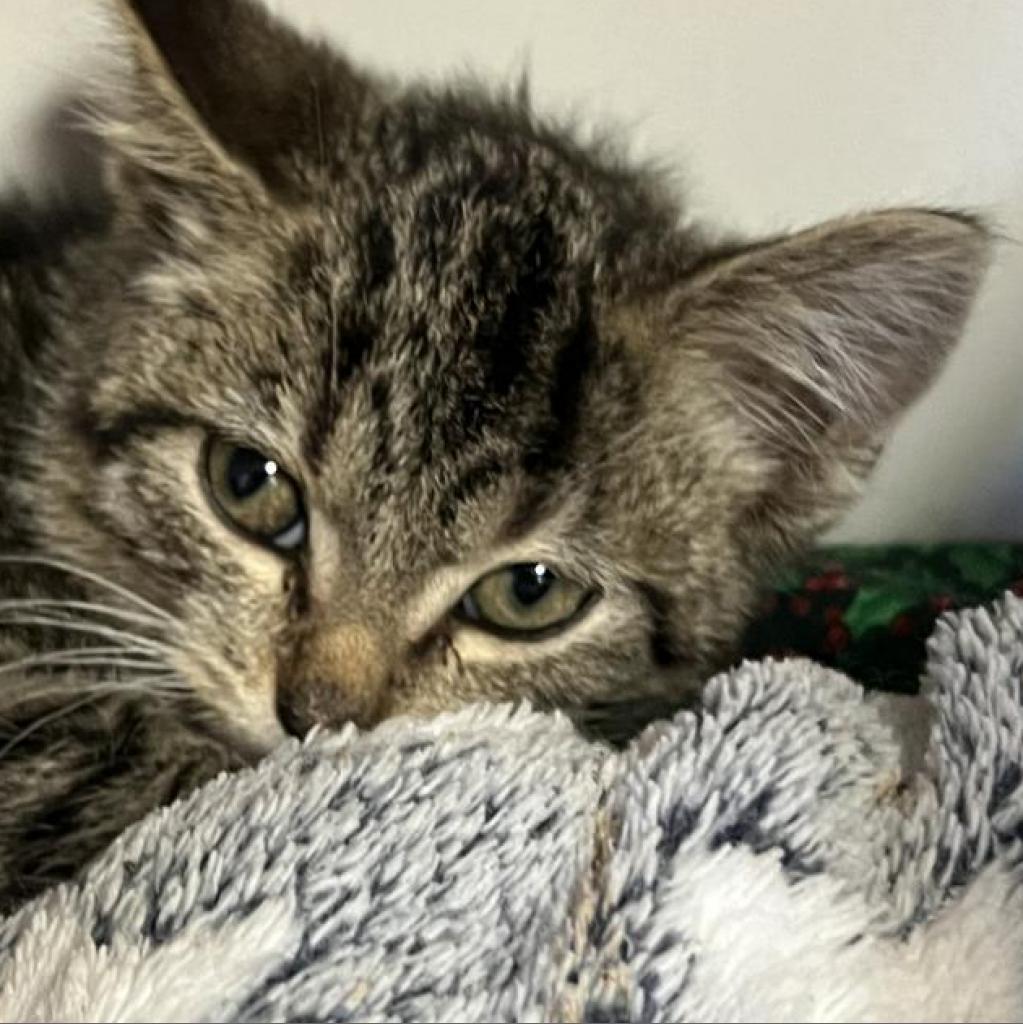 George, an adoptable Domestic Short Hair in Norfolk, NE, 68701 | Photo Image 2