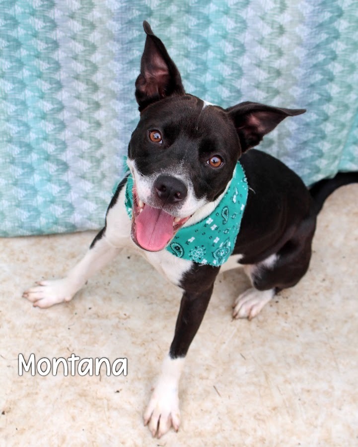 Montana, an adoptable McNab in Gautier, MS, 39553 | Photo Image 1