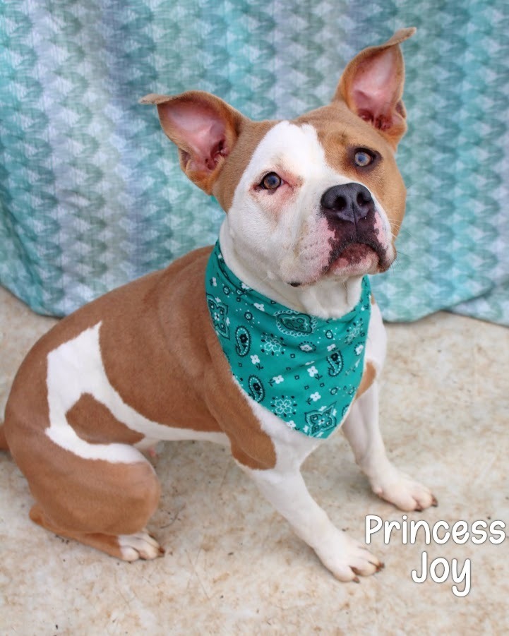 Princess Joy, an adoptable McNab in Gautier, MS, 39553 | Photo Image 1