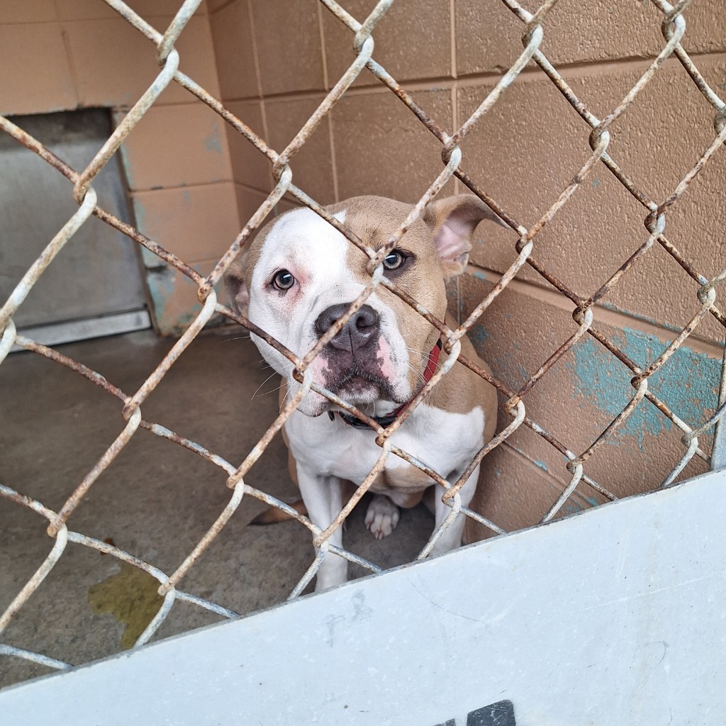 Princess Joy, an adoptable McNab in Gautier, MS, 39553 | Photo Image 2