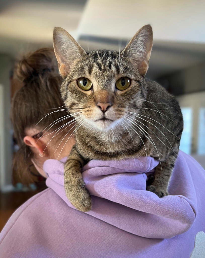 AK, an adoptable Domestic Short Hair in Olathe, KS, 66062 | Photo Image 1