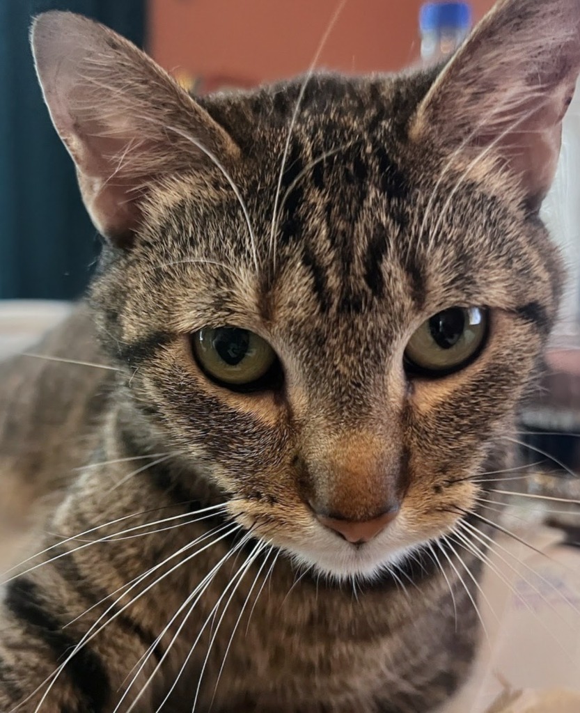 AK, an adoptable Domestic Short Hair in Olathe, KS, 66062 | Photo Image 1