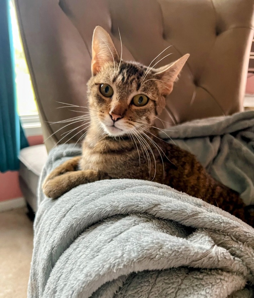 AK, an adoptable Domestic Short Hair in Olathe, KS, 66062 | Photo Image 2