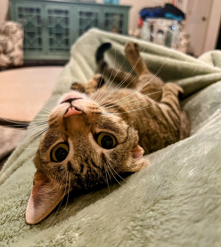 AK, an adoptable Domestic Short Hair in Olathe, KS, 66062 | Photo Image 3