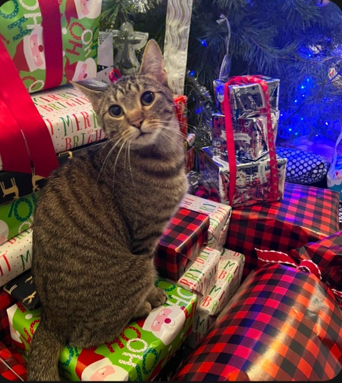 AK, an adoptable Domestic Short Hair in Olathe, KS, 66062 | Photo Image 4