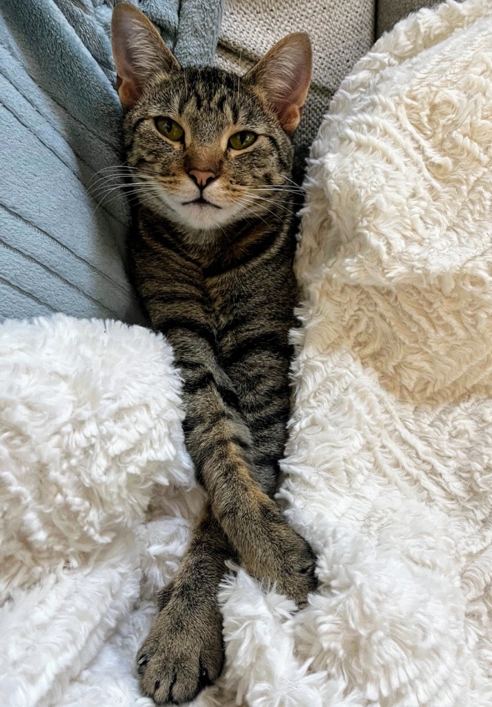 AK, an adoptable Domestic Short Hair in Olathe, KS, 66062 | Photo Image 5