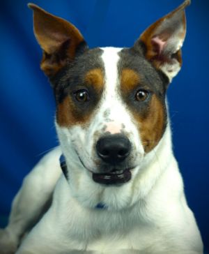 Kara, Young Female Cattle Dog