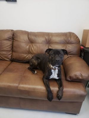 Ivan, Adult Male Pit Bull Terrier