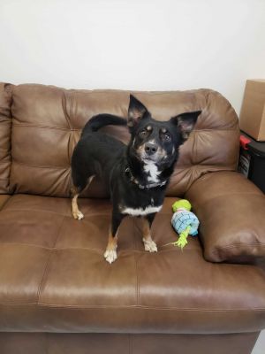 Kasey *P, Adult Female Australian Shepherd