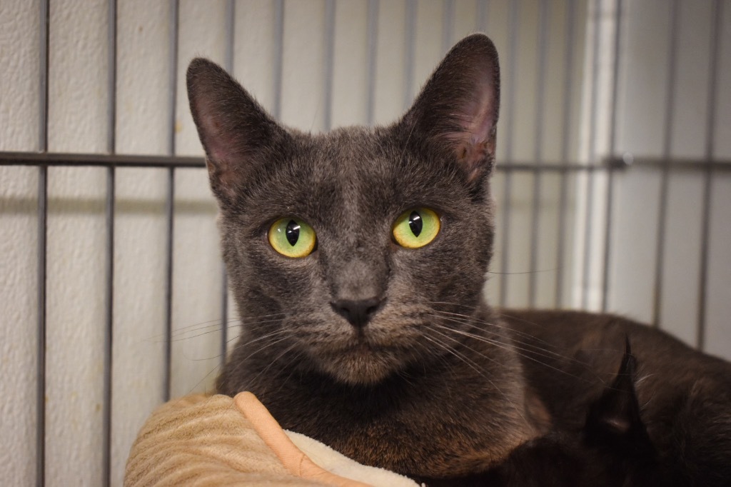 Laurel, an adoptable Domestic Short Hair in Rock Springs, WY, 82901 | Photo Image 1