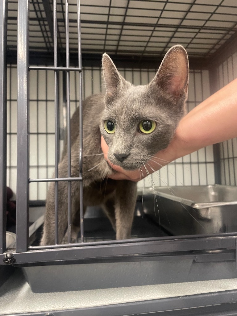 Laurel, an adoptable Domestic Short Hair in Rock Springs, WY, 82901 | Photo Image 2