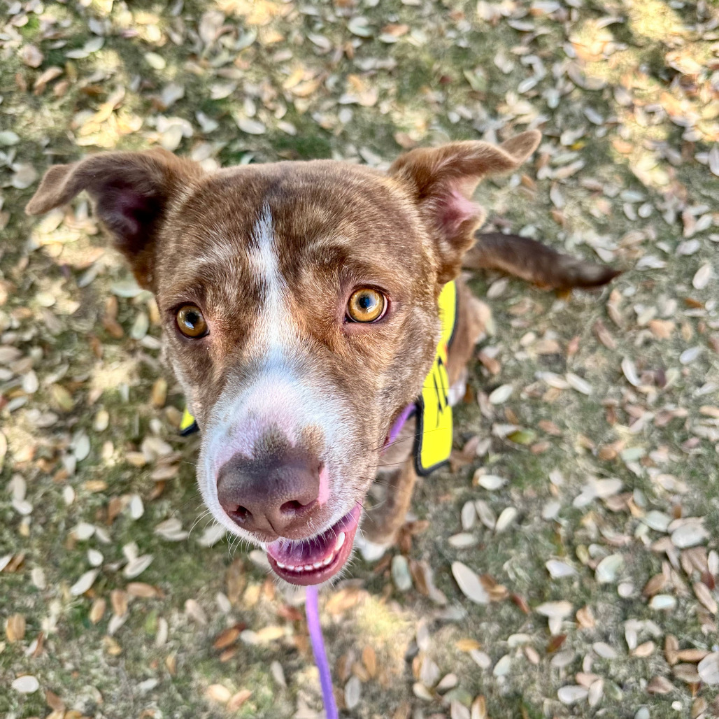 Fresa, an adoptable Mixed Breed in Las Cruces, NM, 88012 | Photo Image 1