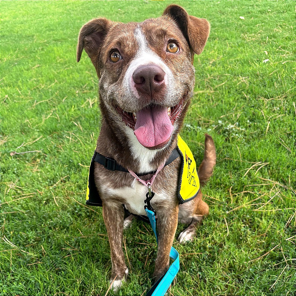 Fresa, an adoptable Mixed Breed in Las Cruces, NM, 88012 | Photo Image 1