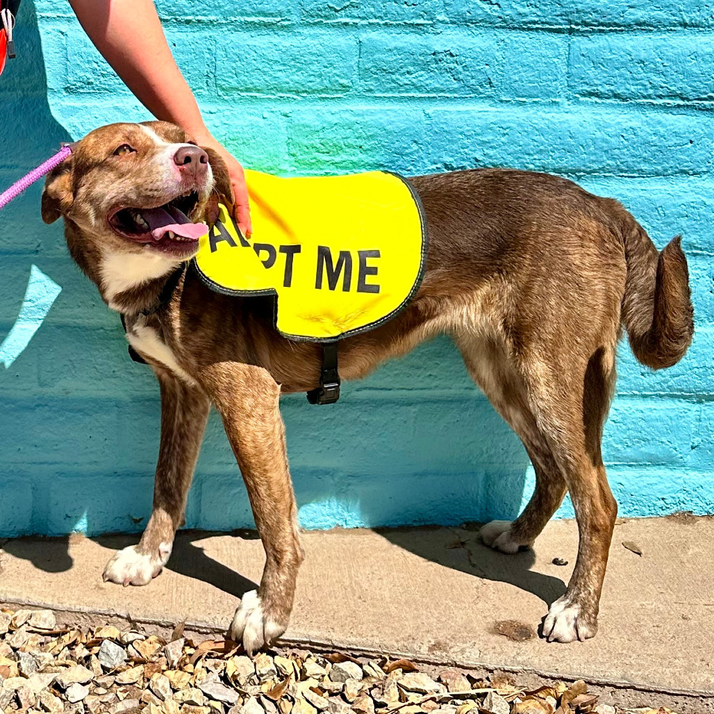 Fresa, an adoptable Mixed Breed in Las Cruces, NM, 88012 | Photo Image 2