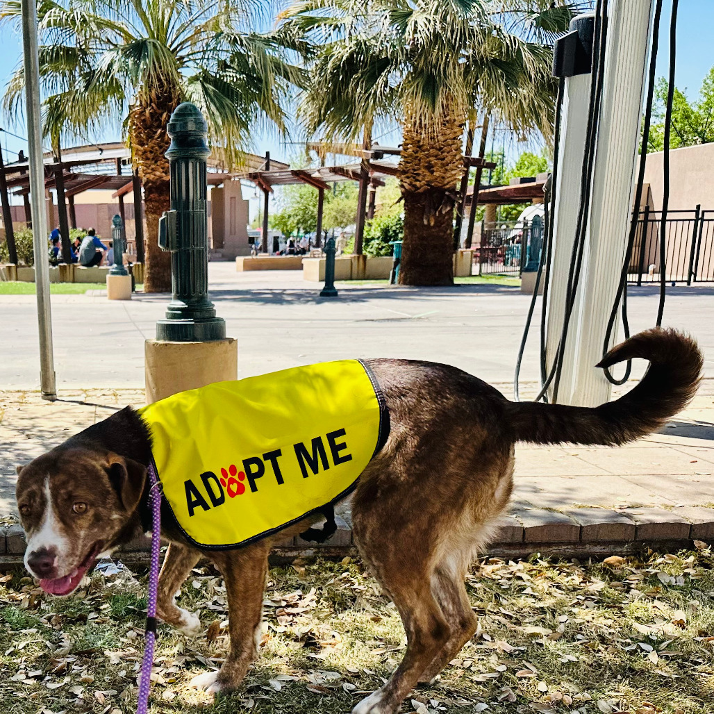 Fresa, an adoptable Mixed Breed in Las Cruces, NM, 88012 | Photo Image 3