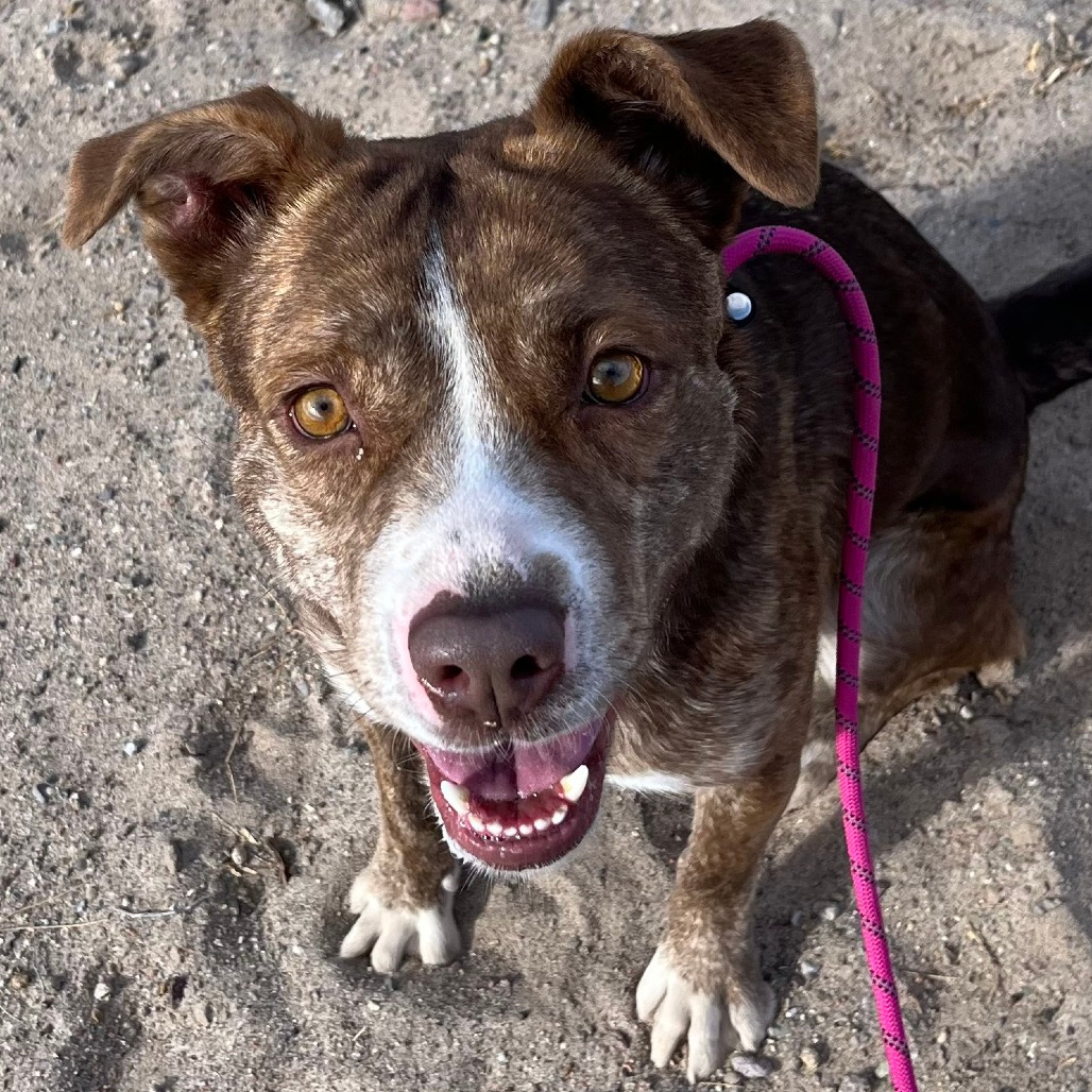 Fresa, an adoptable Mixed Breed in Las Cruces, NM, 88012 | Photo Image 4