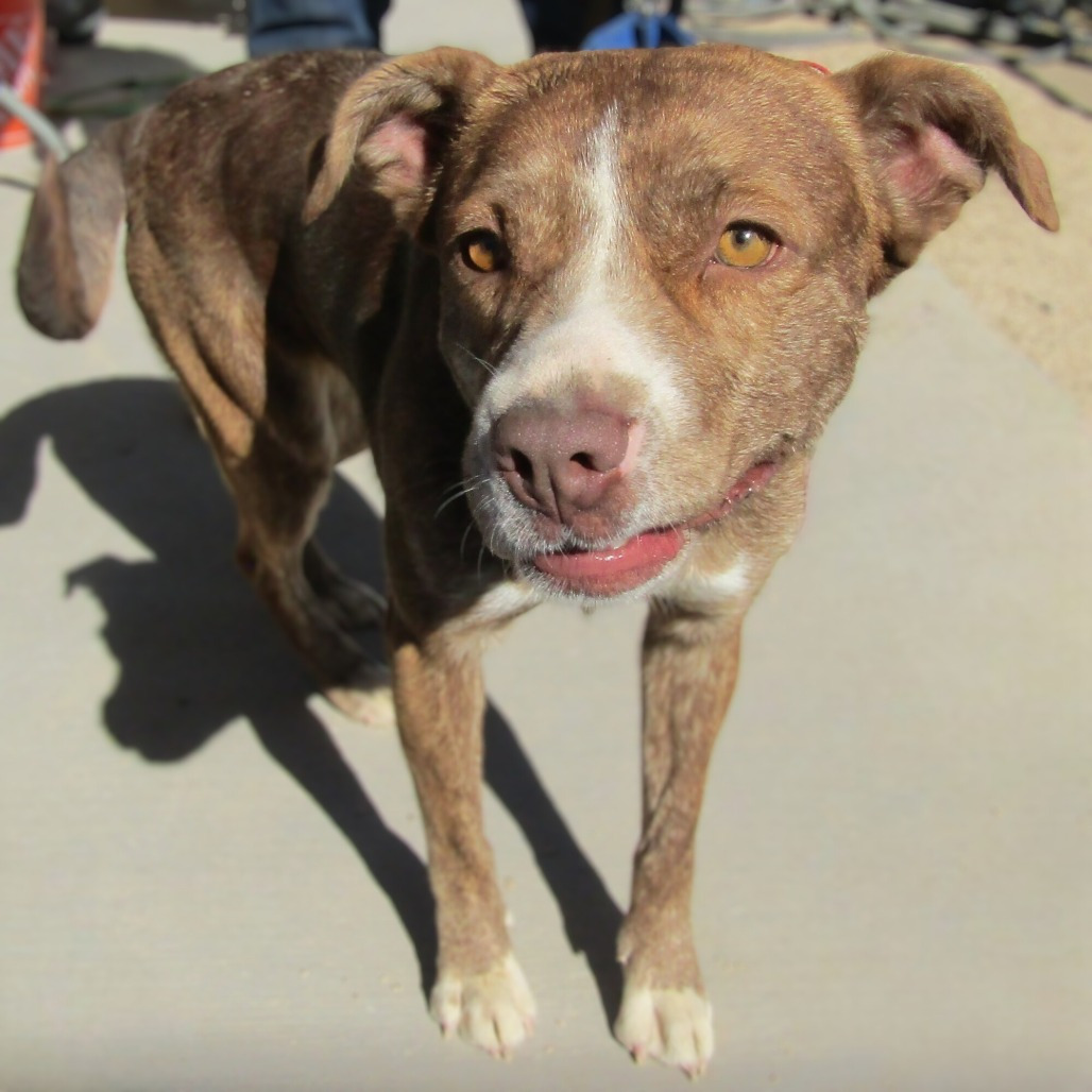 Fresa, an adoptable Mixed Breed in Las Cruces, NM, 88012 | Photo Image 5