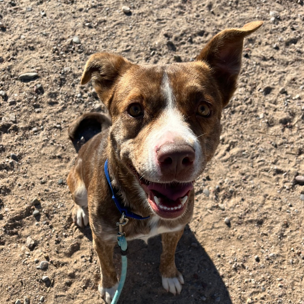 Fresa, an adoptable Mixed Breed in Las Cruces, NM, 88012 | Photo Image 6