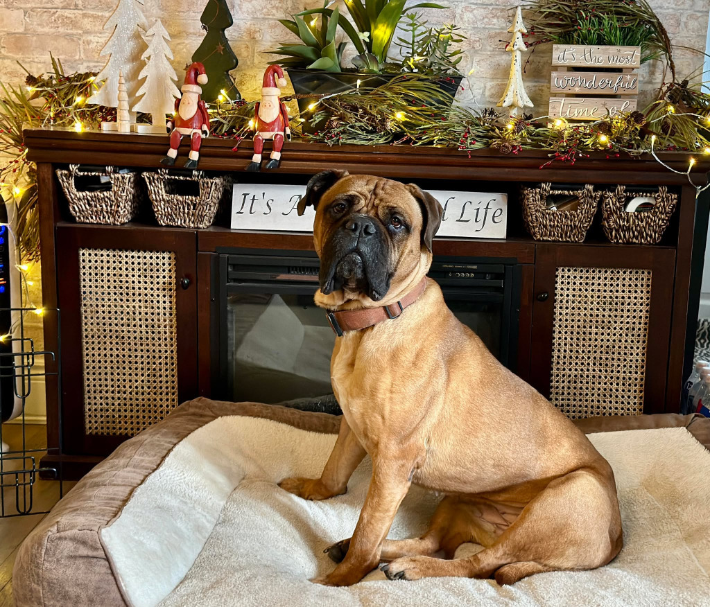 Skye, an adoptable Bullmastiff in Toronto, ON, M6N 4R8 | Photo Image 1