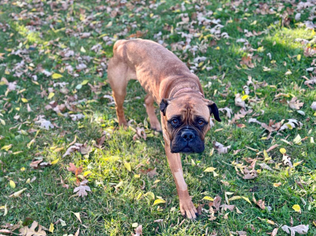 Skye, an adoptable Bullmastiff in Toronto, ON, M6N 4R8 | Photo Image 2