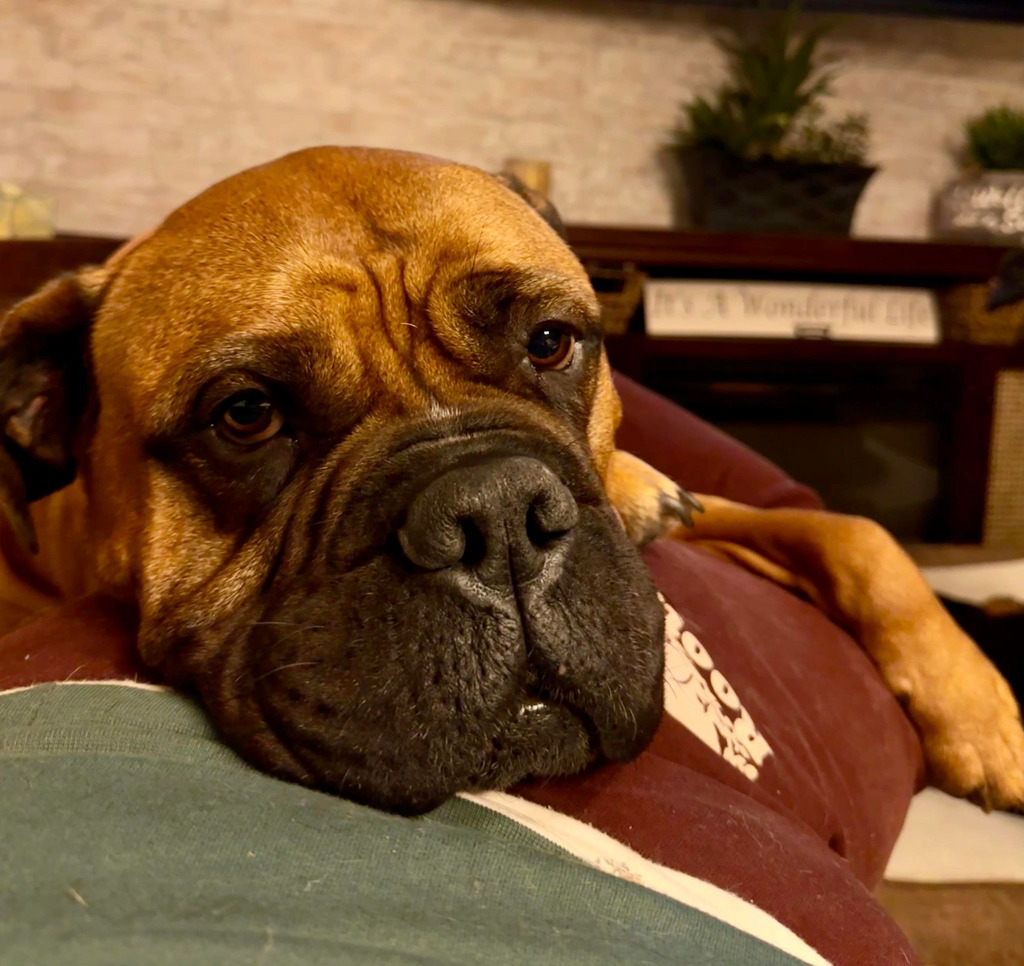 Skye, an adoptable Bullmastiff in Toronto, ON, M6N 4R8 | Photo Image 3