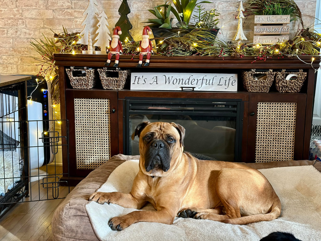 Skye, an adoptable Bullmastiff in Toronto, ON, M6N 4R8 | Photo Image 4