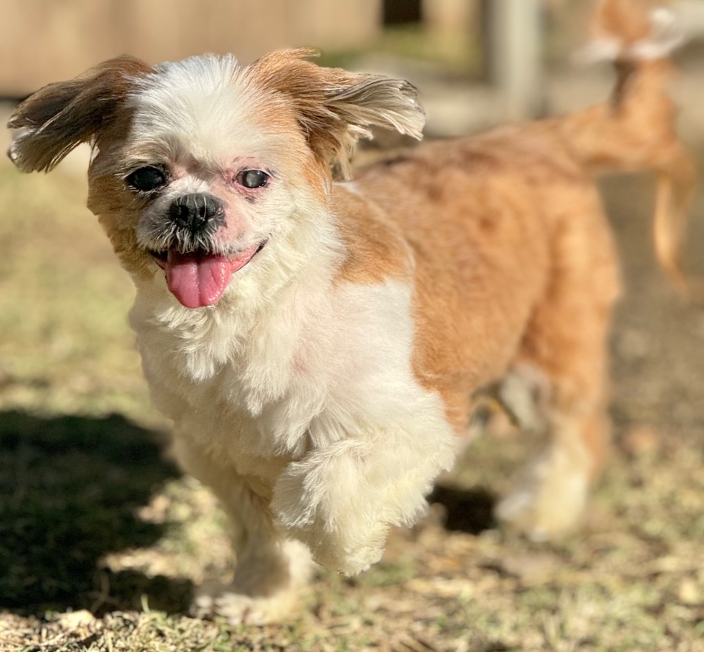 Odie, an adoptable Shih Tzu in Great Bend, KS, 67530 | Photo Image 1