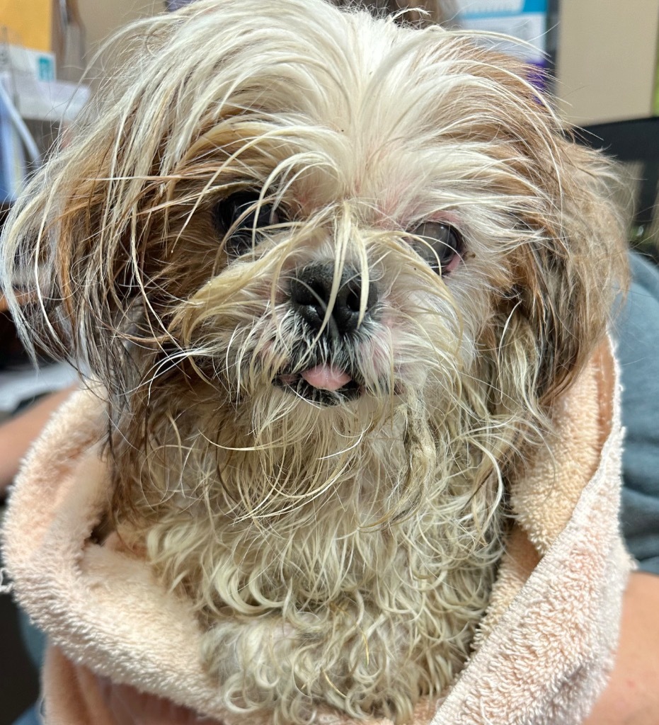 Odie, an adoptable Shih Tzu in Great Bend, KS, 67530 | Photo Image 2