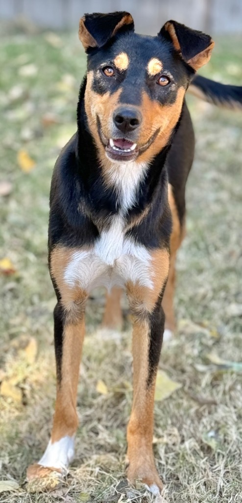 Korah, an adoptable Shepherd in Great Bend, KS, 67530 | Photo Image 1