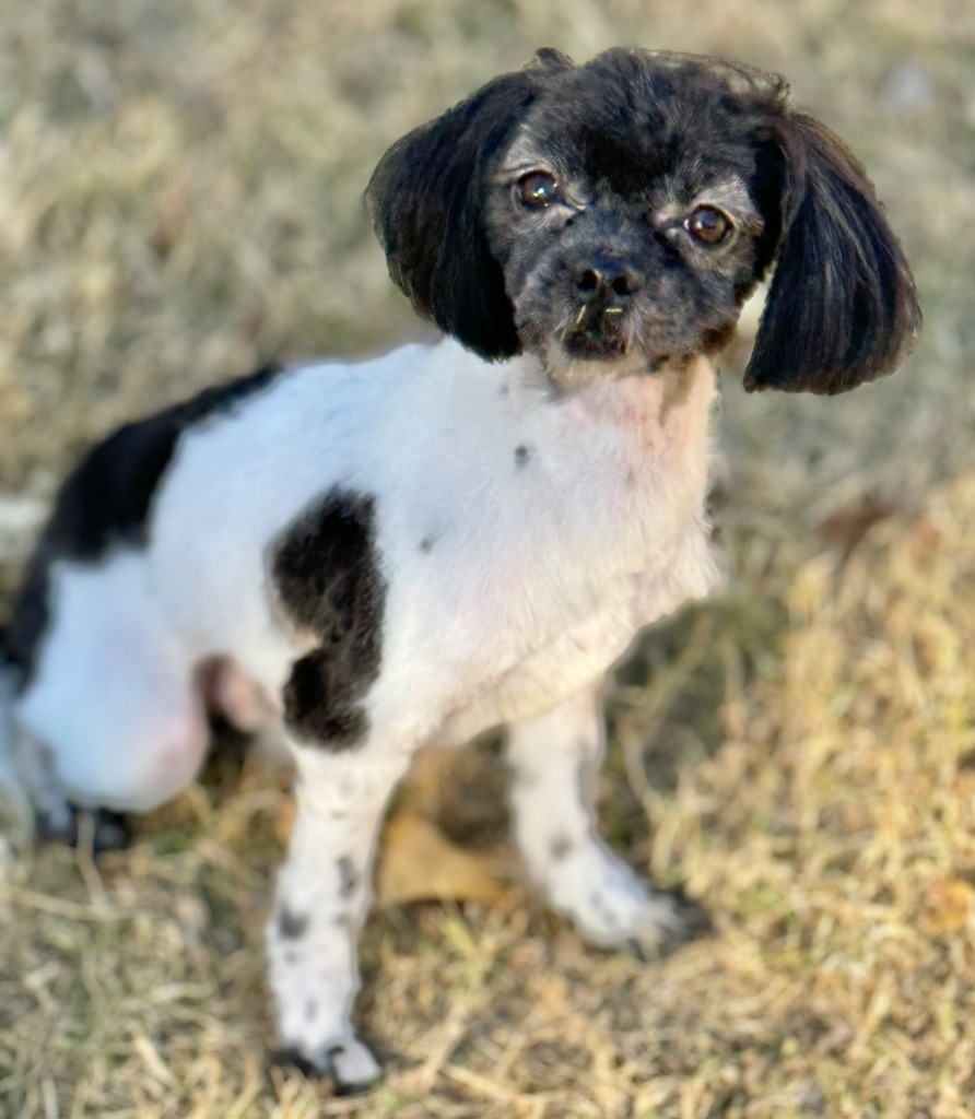 Chewy, an adoptable Shih Tzu in Great Bend, KS, 67530 | Photo Image 1