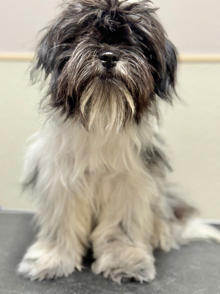 Chewy, an adoptable Shih Tzu in Great Bend, KS, 67530 | Photo Image 2