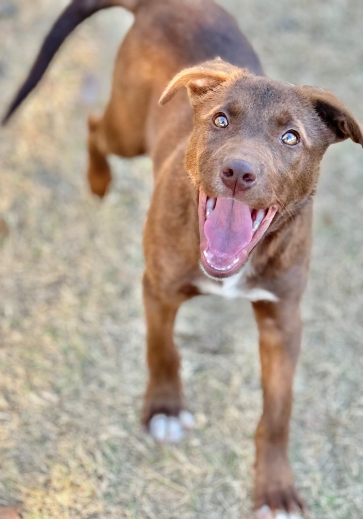 CoCo, an adoptable Labrador Retriever, Shepherd in Great Bend, KS, 67530 | Photo Image 1