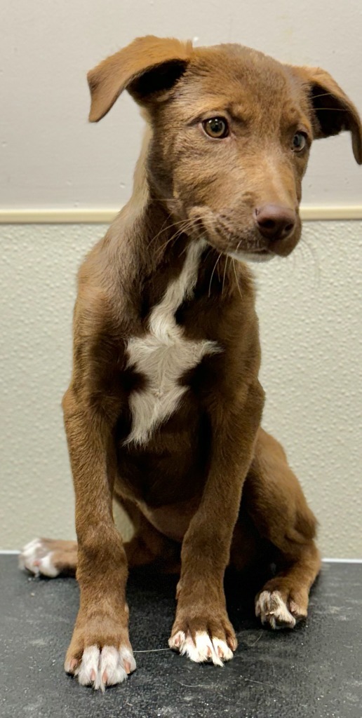 CoCo, an adoptable Labrador Retriever, Shepherd in Great Bend, KS, 67530 | Photo Image 2