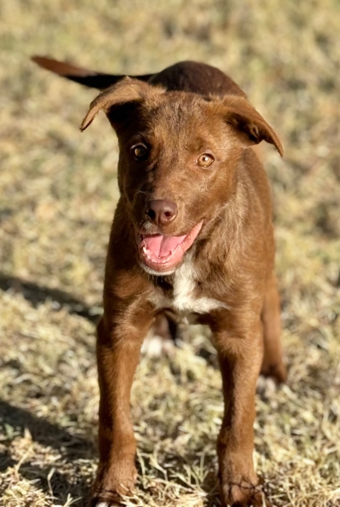 CoCo, an adoptable Labrador Retriever, Shepherd in Great Bend, KS, 67530 | Photo Image 3