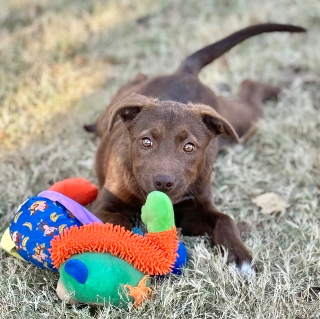 CoCo, an adoptable Labrador Retriever, Shepherd in Great Bend, KS, 67530 | Photo Image 4