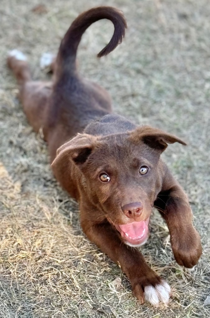 CoCo, an adoptable Labrador Retriever, Shepherd in Great Bend, KS, 67530 | Photo Image 5