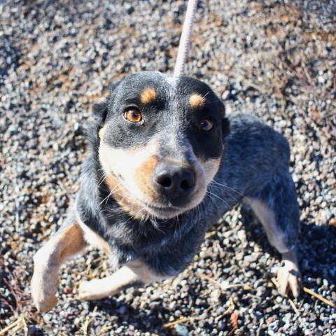 Olga, an adoptable Australian Cattle Dog / Blue Heeler in Rifle, CO, 81650 | Photo Image 1